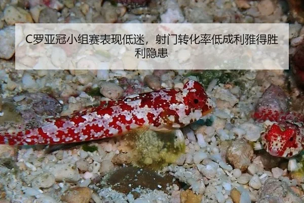 luo-ya-guan-xiao-zu-sai-biao-xian-di-mi-she-men-zhuan-hua-lv-di-cheng-li-ya-de-sheng-li-yin-huan-3-951.jpg